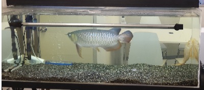 naiyou.jpg(44081 byte)